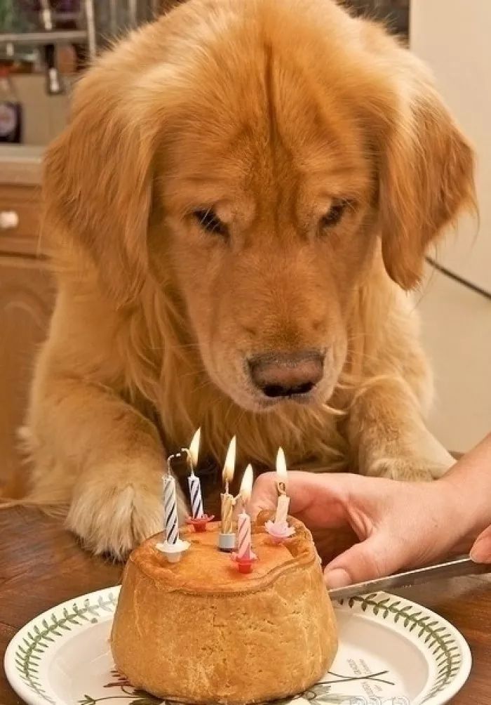 当狗狗收到生日蛋糕脸上的表情绝了