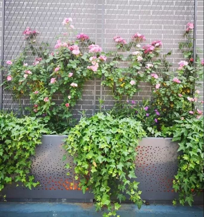 任意花入口 f25f946ed10a44f6b61925f5ac864af7.jpeg