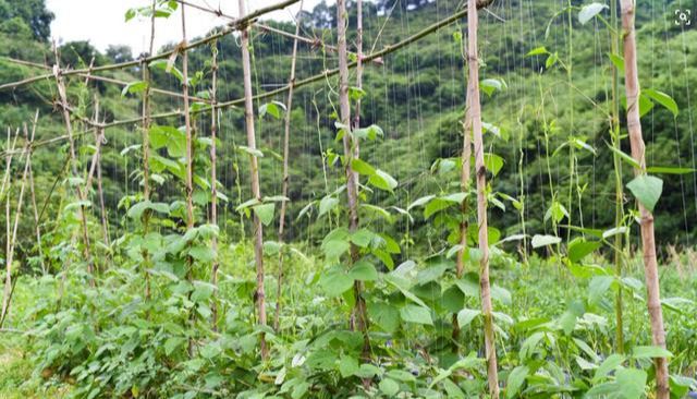 怎么种西红柿苗 f305e8e7e42145419bdc7d25f139743b.jpeg