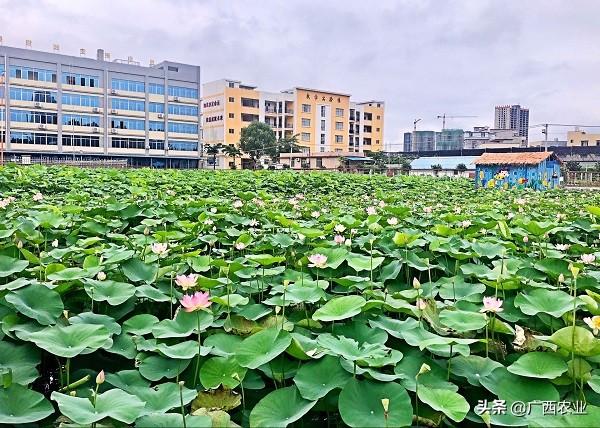 广西钦州农业学校发挥科普教育基地辐射作用打造广西最美中职学校