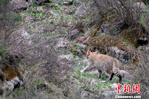 海北藏州自治州几个县人口_海北藏族自治州地图