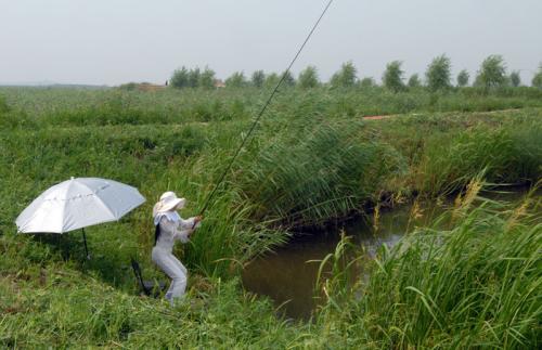 梦见在河里捉鱼，探寻内心深处的平静与收获