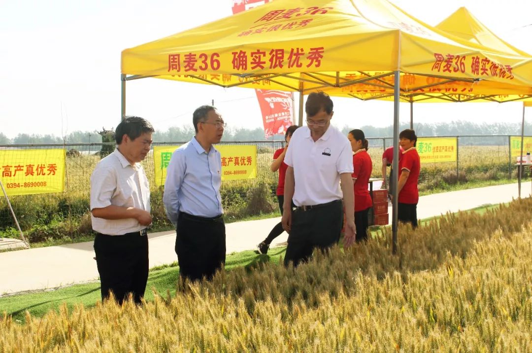 河南周园种业有限公司周麦36号小麦新品种展示基地迎来了粮食系统的大