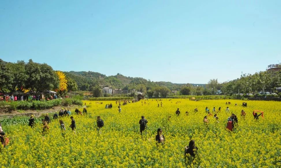 【十佳赏花地】④红山村:油菜花海美不胜收,农家美食乡村风情!