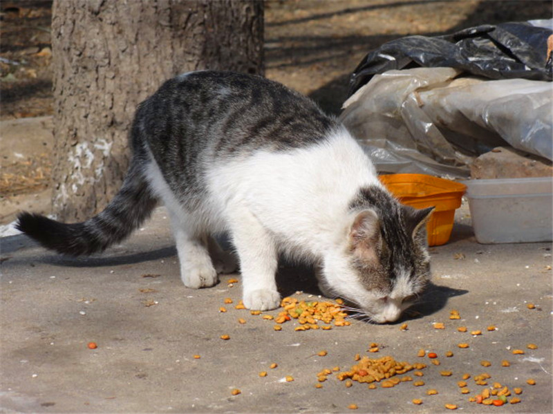 好心给流浪猫喂食一次,然而它却好,第二次拖家带口的赖上小伙了