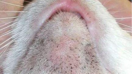 猫奴必读,这些难缠的皮肤病最喜欢找上喵星人?_猫咪