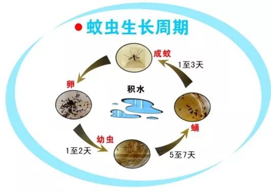 蚊子老找你怎么办三招教你击退登革热