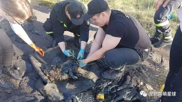 流浪狗為取暖誤入「死亡陷阱」，瀕死之際，還好遇見了他們…… 寵物 第5張