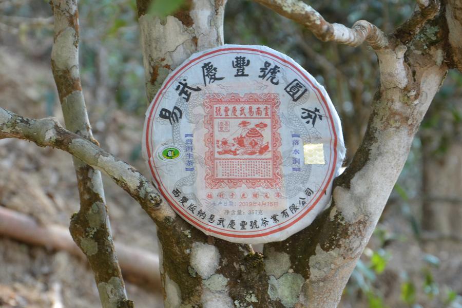 易武庆丰号落水洞古树茶基地(二)