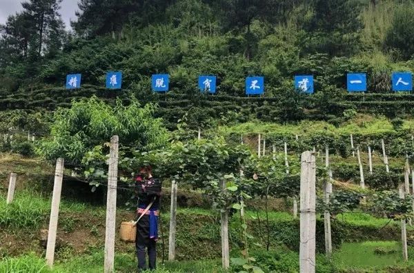 5月24日,宜章县莽山瑶族乡永安村村民在合作社的农地里劳作.