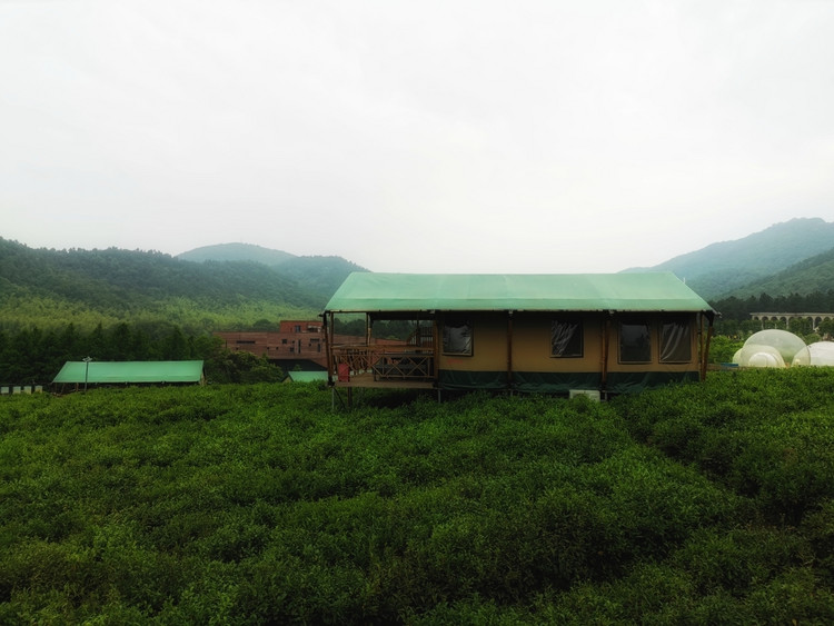 入住江苏常州茅山宝盛园,茶田帐篷.帐篷搭在整个茶田之上.