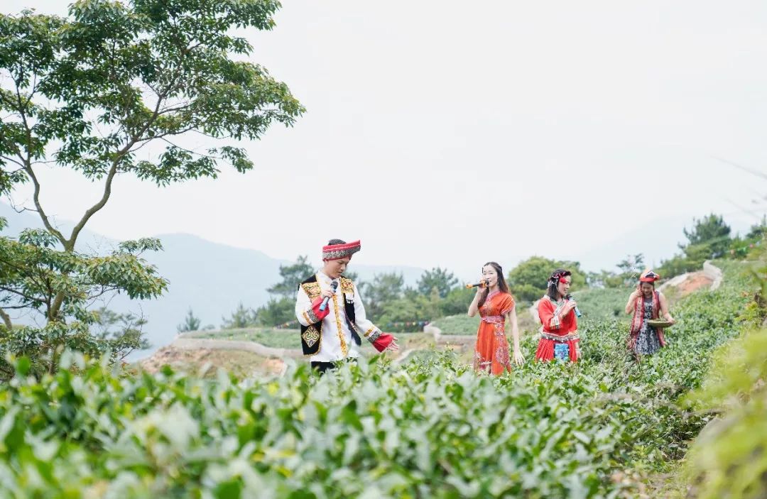 当天,上百名身着特色民族服饰的畲族男女穿行于茶山之间,采茶对歌,为