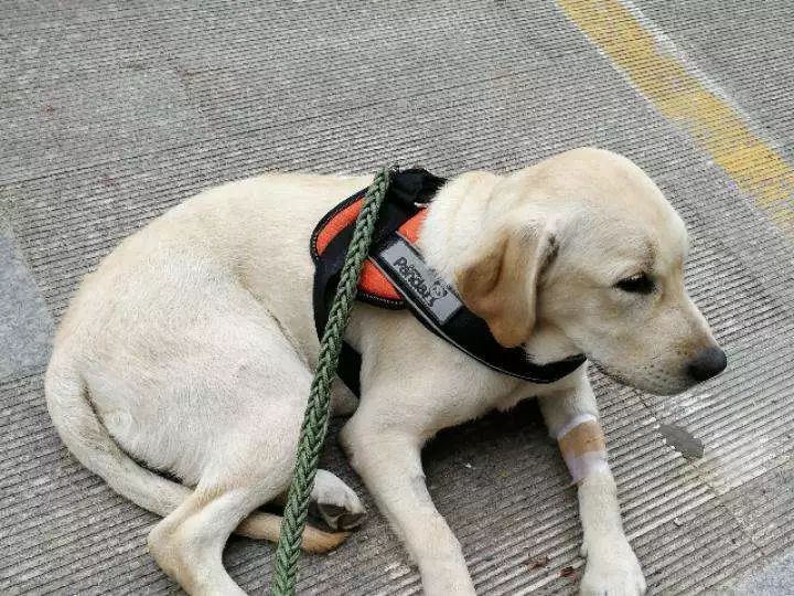 烈性传染病--犬细小,详细解析。