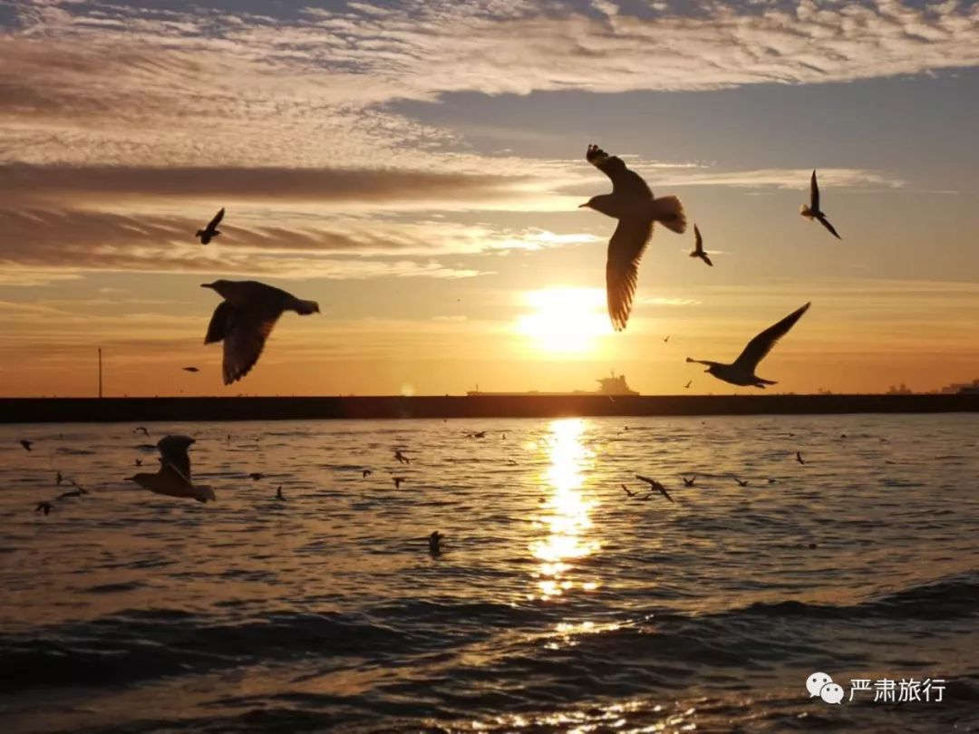 伊斯坦布尔的夕阳下飞舞的海鸥,像极了自由的感觉