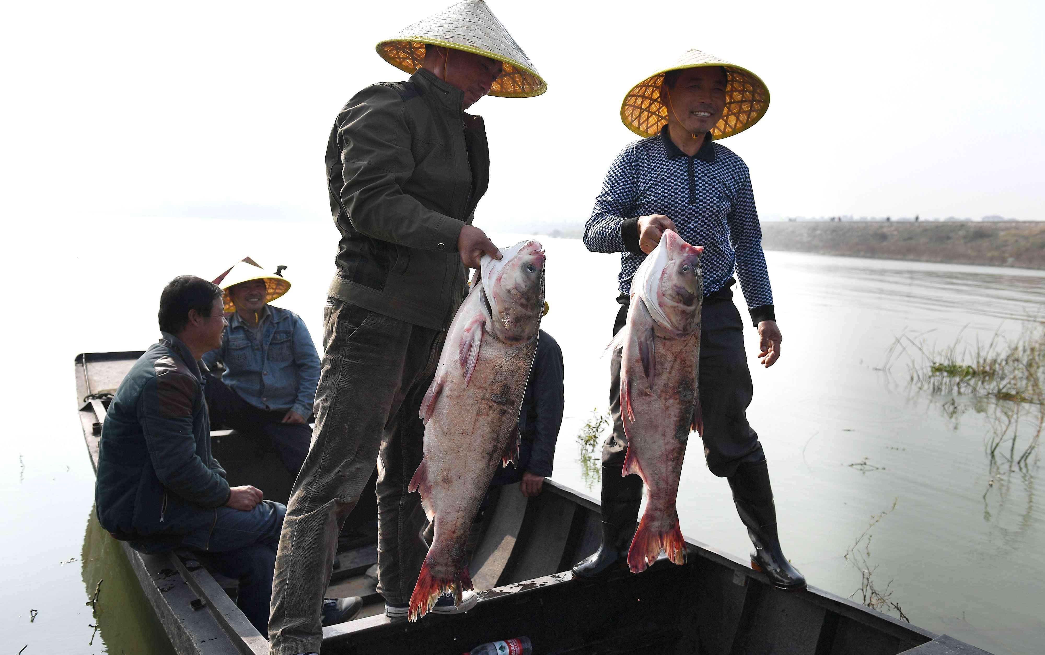 农村老话"鳙鱼头草鱼尾,鲢鱼肚皮鲤鱼嘴,啥意思?