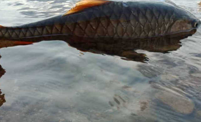 溪流钓鱼视频全集 420b25b2068243c09364a56d1b32e781.jpeg