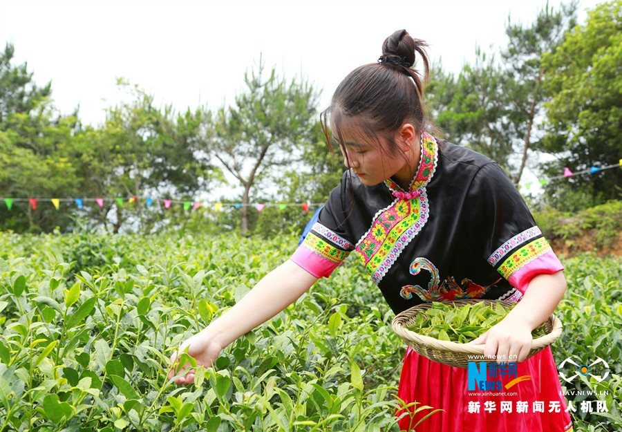 泉州厝斗:畲山茶韵浓 畲女采茶忙