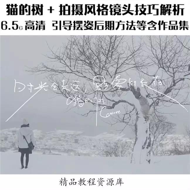 教程猫的树拍摄风格镜头技巧解析治愈系清新微电影前后期完整攻略