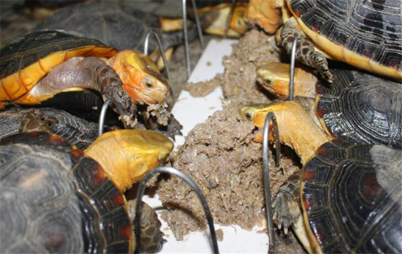 长得和外星生物一样的外表,价值比黄金还贵上好几百倍 百度乐虎国际娱乐