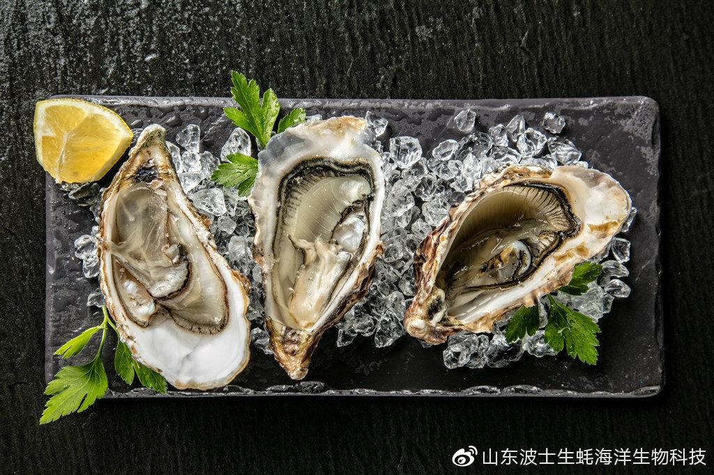 怎么吃生蚝啊 50bd9ef903b44d8fa31dbb5fb7e01eba.jpeg