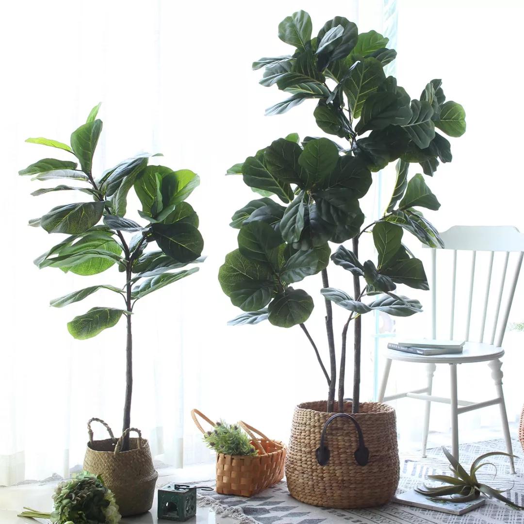 谁说琴叶榕不好养?做好这几点,养的比花店都好