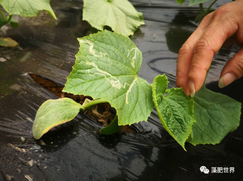 对照越夏黄瓜发现潜叶蝇危害再来说说贵力,贵力对于越夏黄瓜的贡献