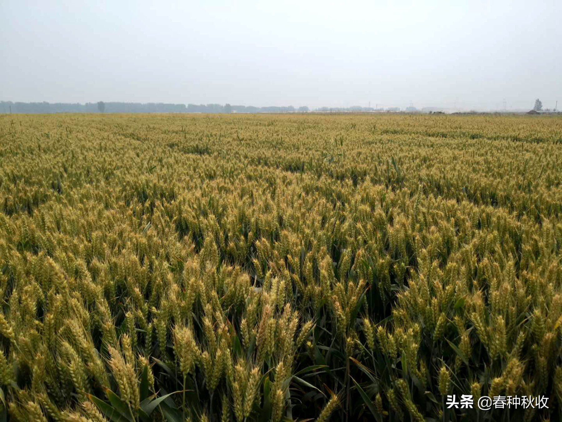 又是一年麦穗黄,小麦快要成熟,真是丰收在望