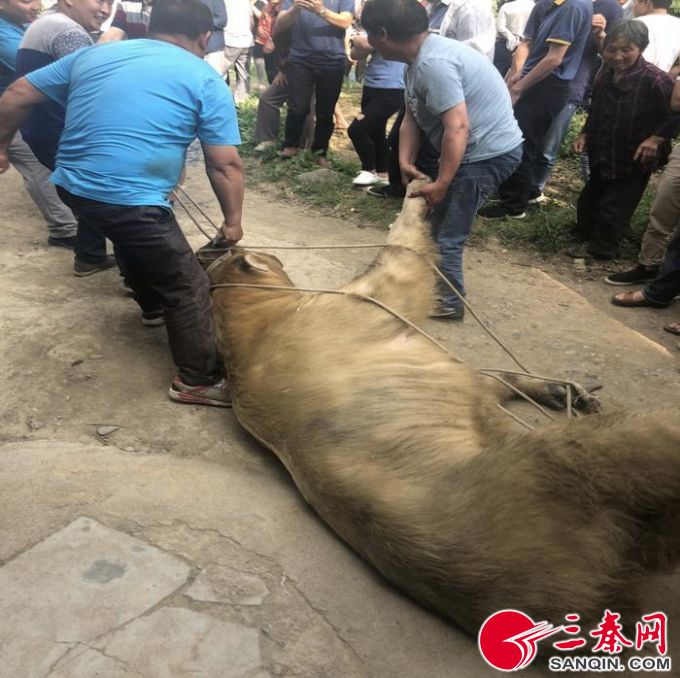 当天下午,在陕西省珍稀野生动物抢救饲养研究中心和勉县