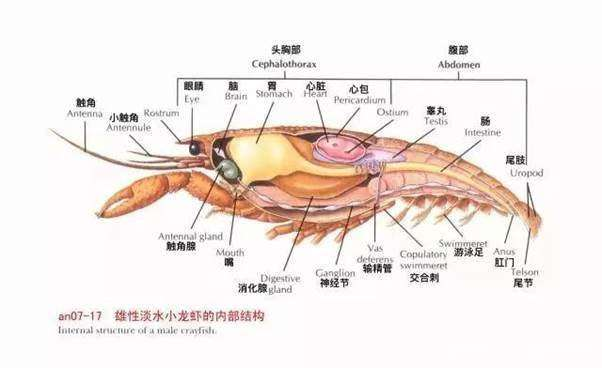 但是却可以影响我们人类的身体的健康,所以不建议吃小龙虾的头,虽然有