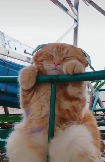 胖橘倚栏思考猫生铲屎官记录这可爱的一幕