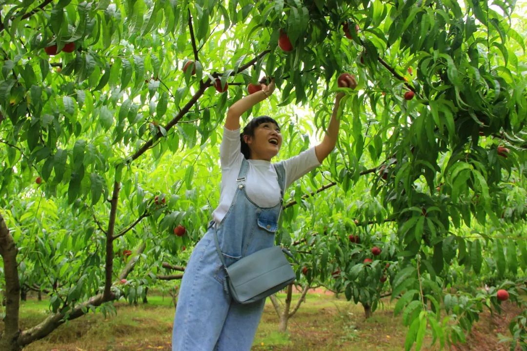 回归自然·农趣体验|六一去七彩明珠景区摘桃子去~