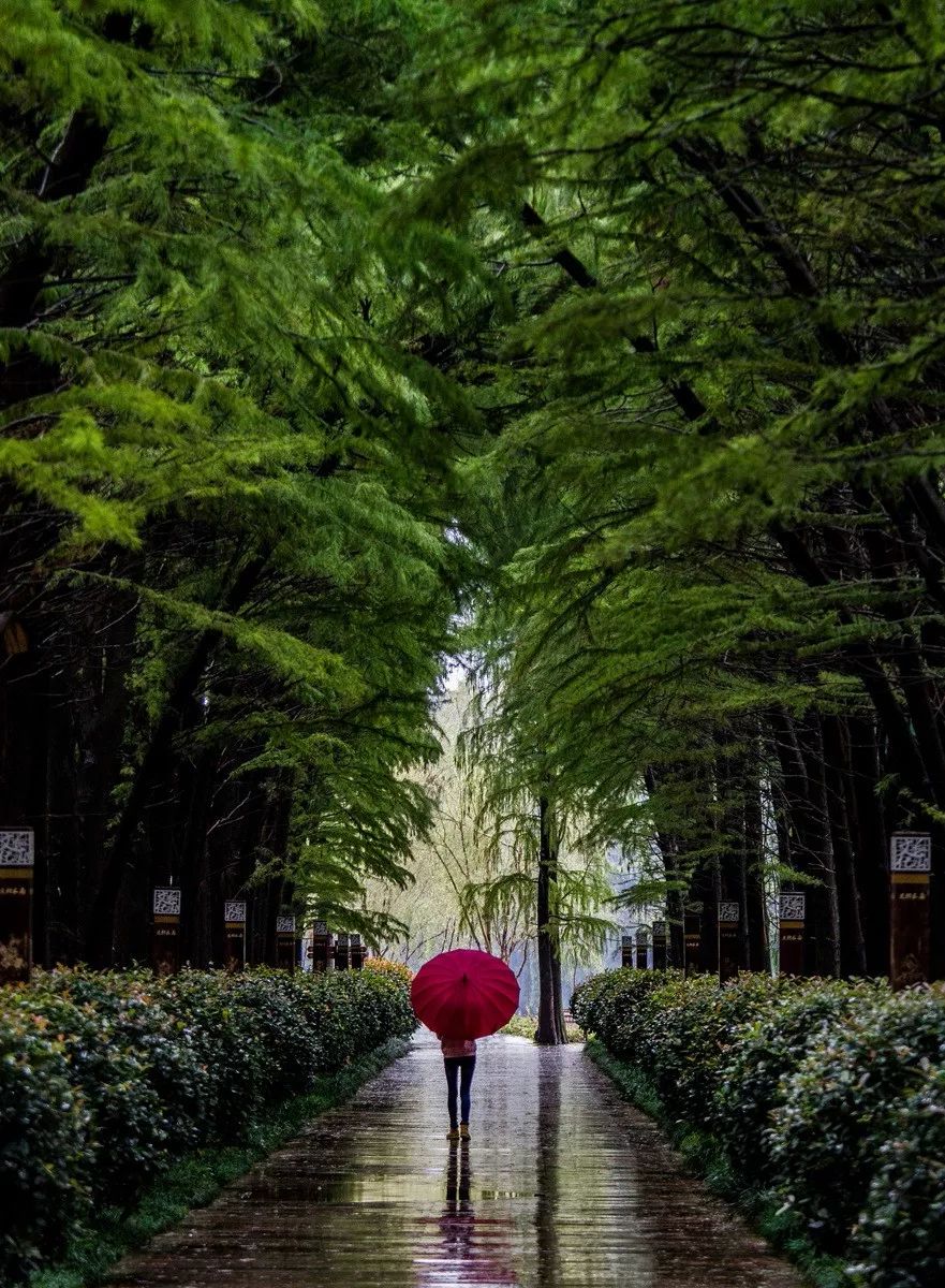 池杉林经过雨水的滋润 更显碧绿 撑一把油纸伞漫步林下 雨景  小桥