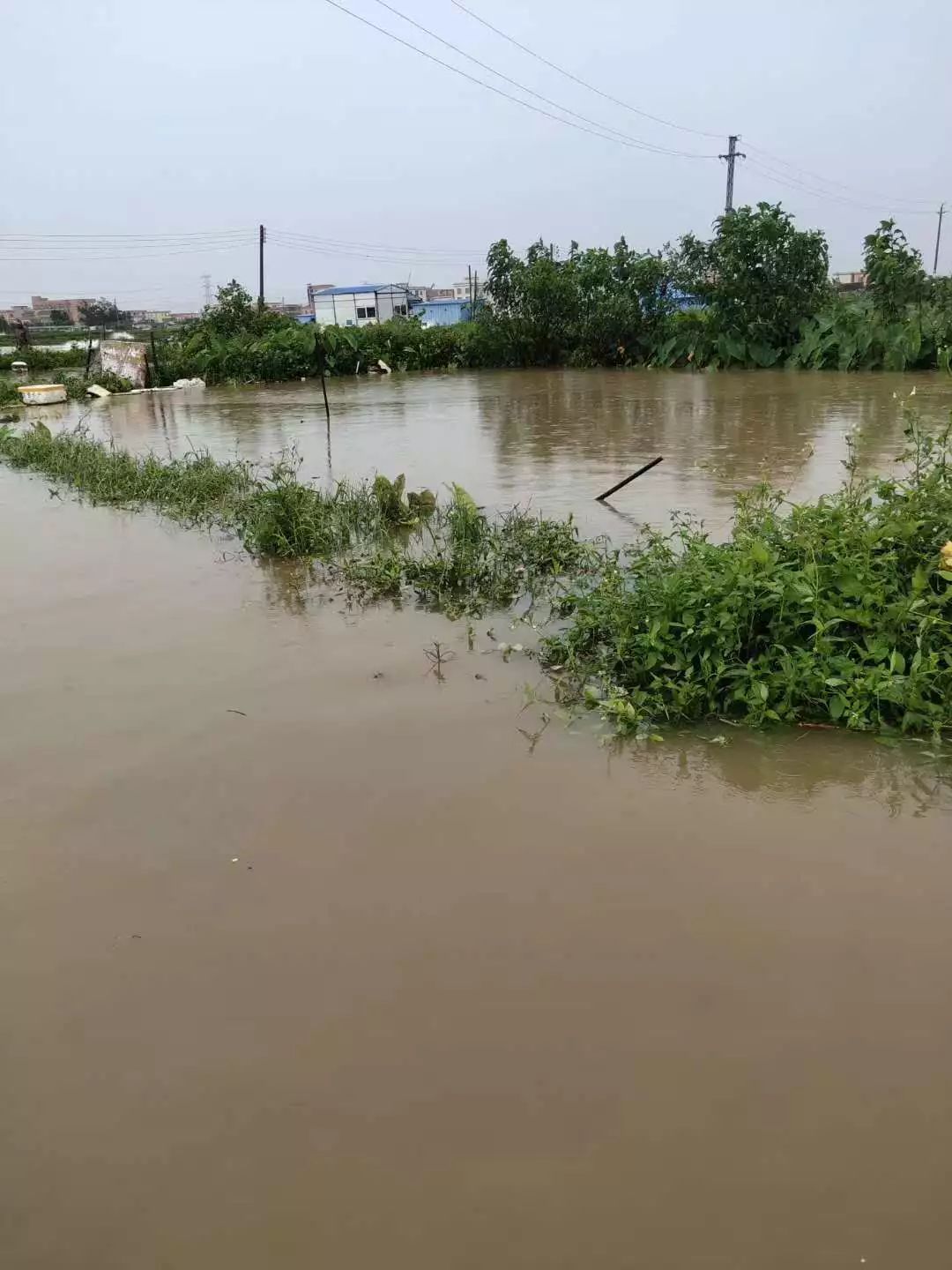 一片汪洋多地水浸漫塘损失惨重存塘告急鳜鱼再涨2元斤