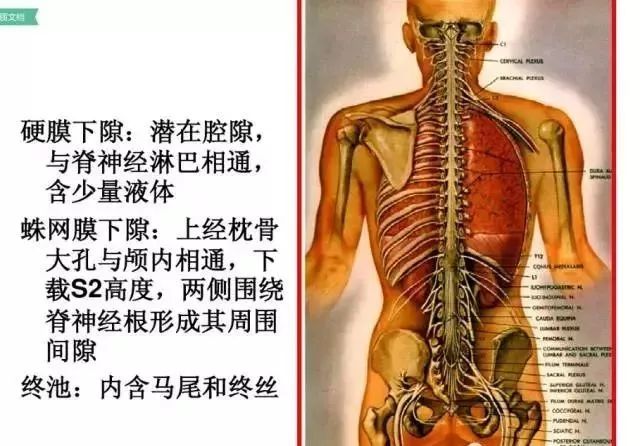 腰椎及腰部的层次图解