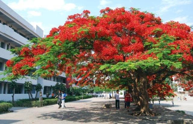 将凤凰木定为校花的的大学有厦门大学,汕头大学,和台南市的国立成功