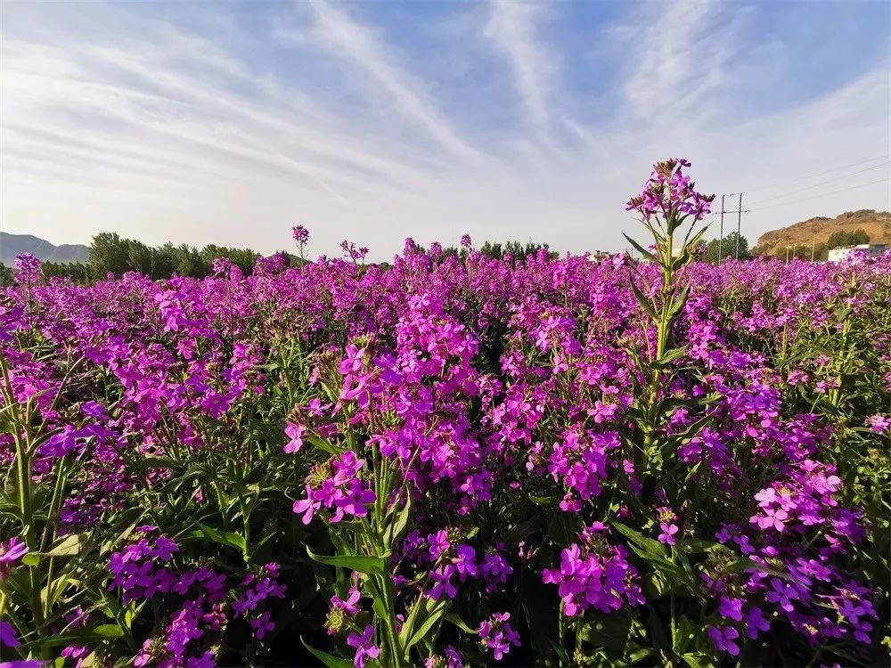 ▼ 易县:蓝香芥花海