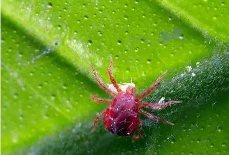 【南蔬技术】阿维菌素使用的小技巧 现在知道