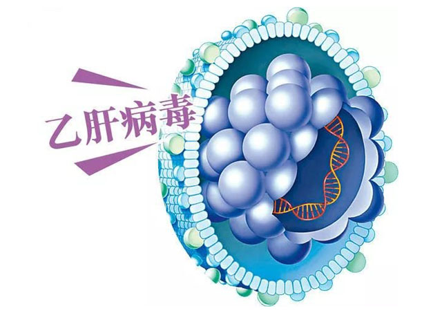 什么时候能攻克乙肝 992a9514cf224f09b78b2aef8ba3f4d7.jpeg