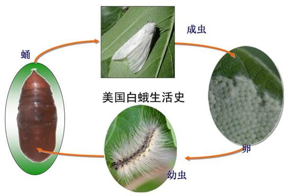 2,美国白蛾②成虫盛发期喷药2.