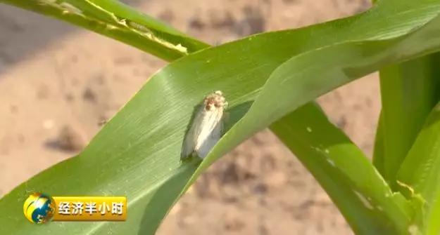 《经济半小时》栏目)草地贪夜蛾是联合国粮农组织全球预警的重大迁飞