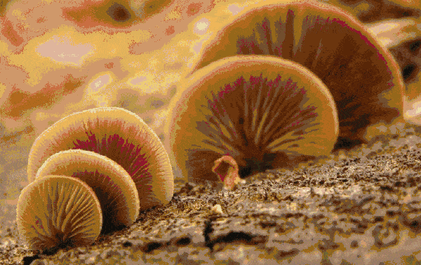 蘑菇干了还会有毒吗 a22885b280704d7797653f0b7a121775.gif