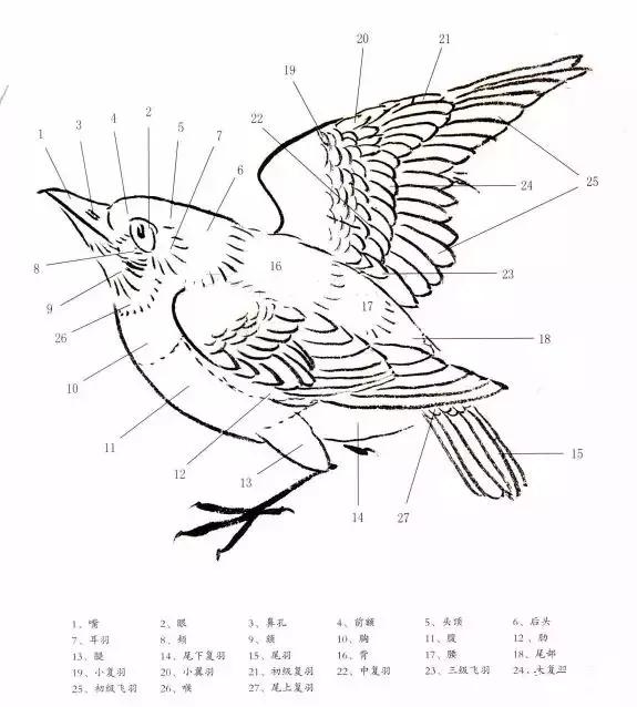 写意翎毛基本画法_羽毛