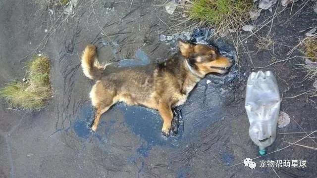 流浪狗為取暖誤入「死亡陷阱」，瀕死之際，還好遇見了他們…… 寵物 第2張