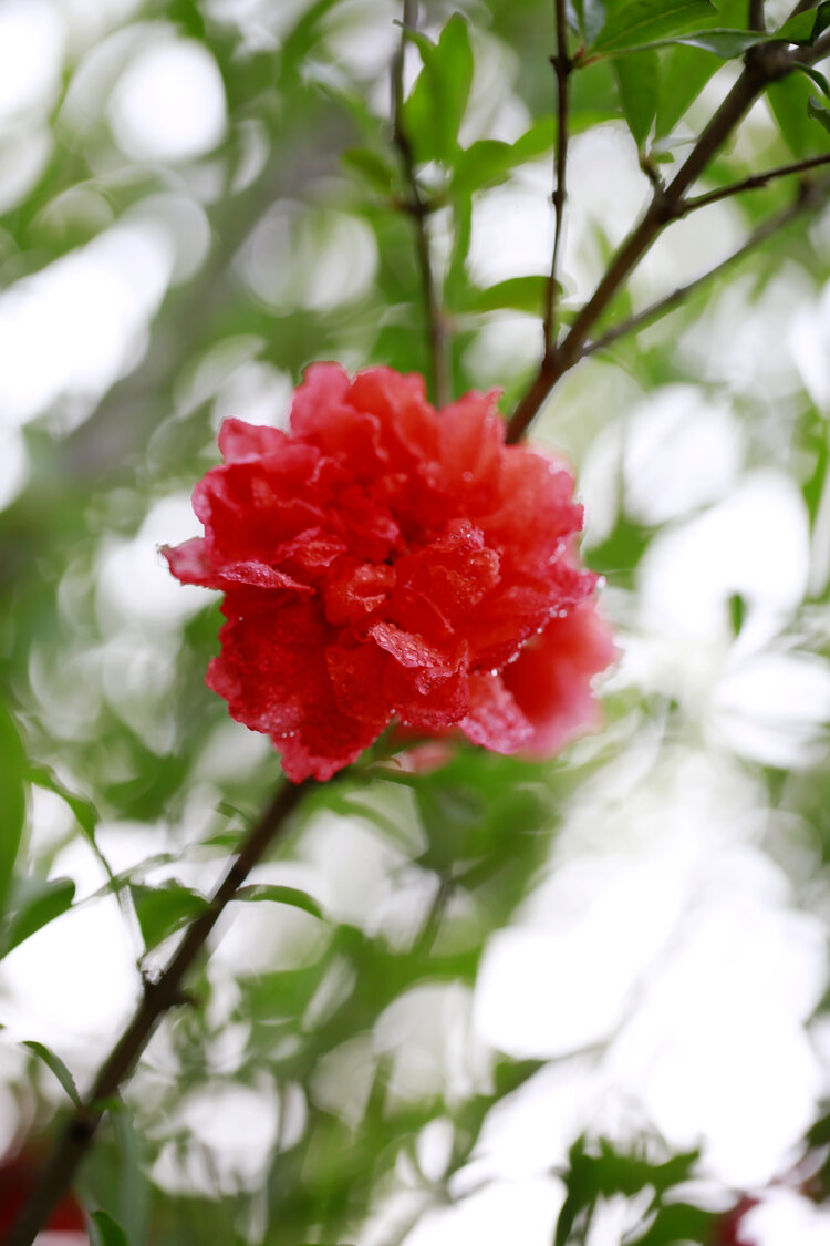 五月榴花照眼明石榴花开了