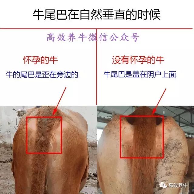 一张图告诉你怎么判断母牛是否怀孕