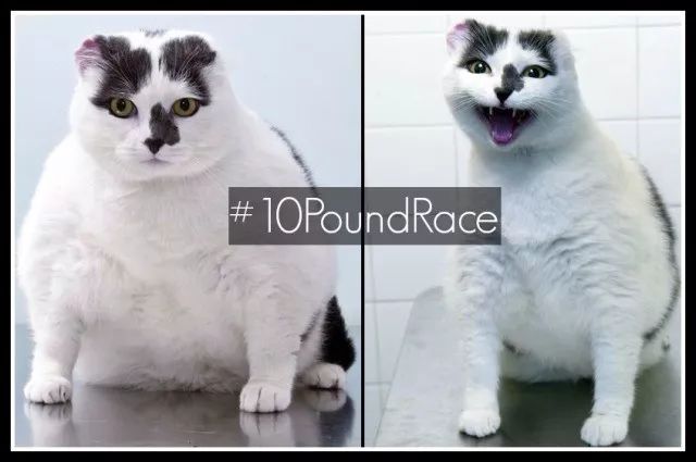 大橘猫是指哪个国家 bb102864f18449d5bf2caaa0777a200c.jpeg