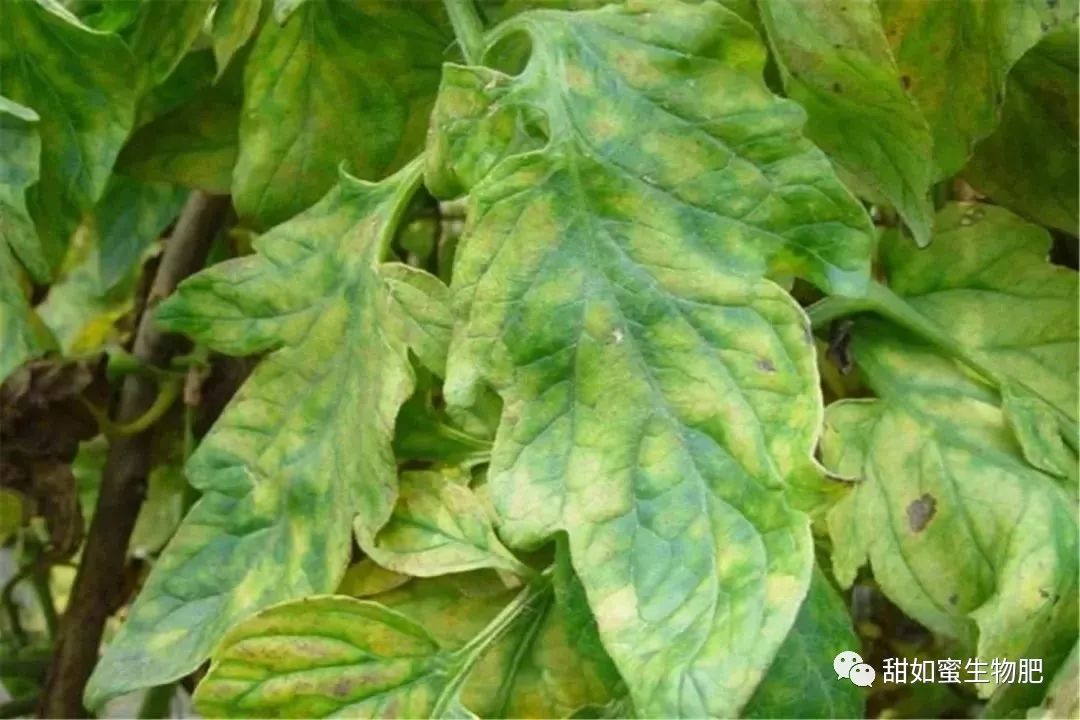 夏季雨水多 小心番茄缺硼爱烂果!