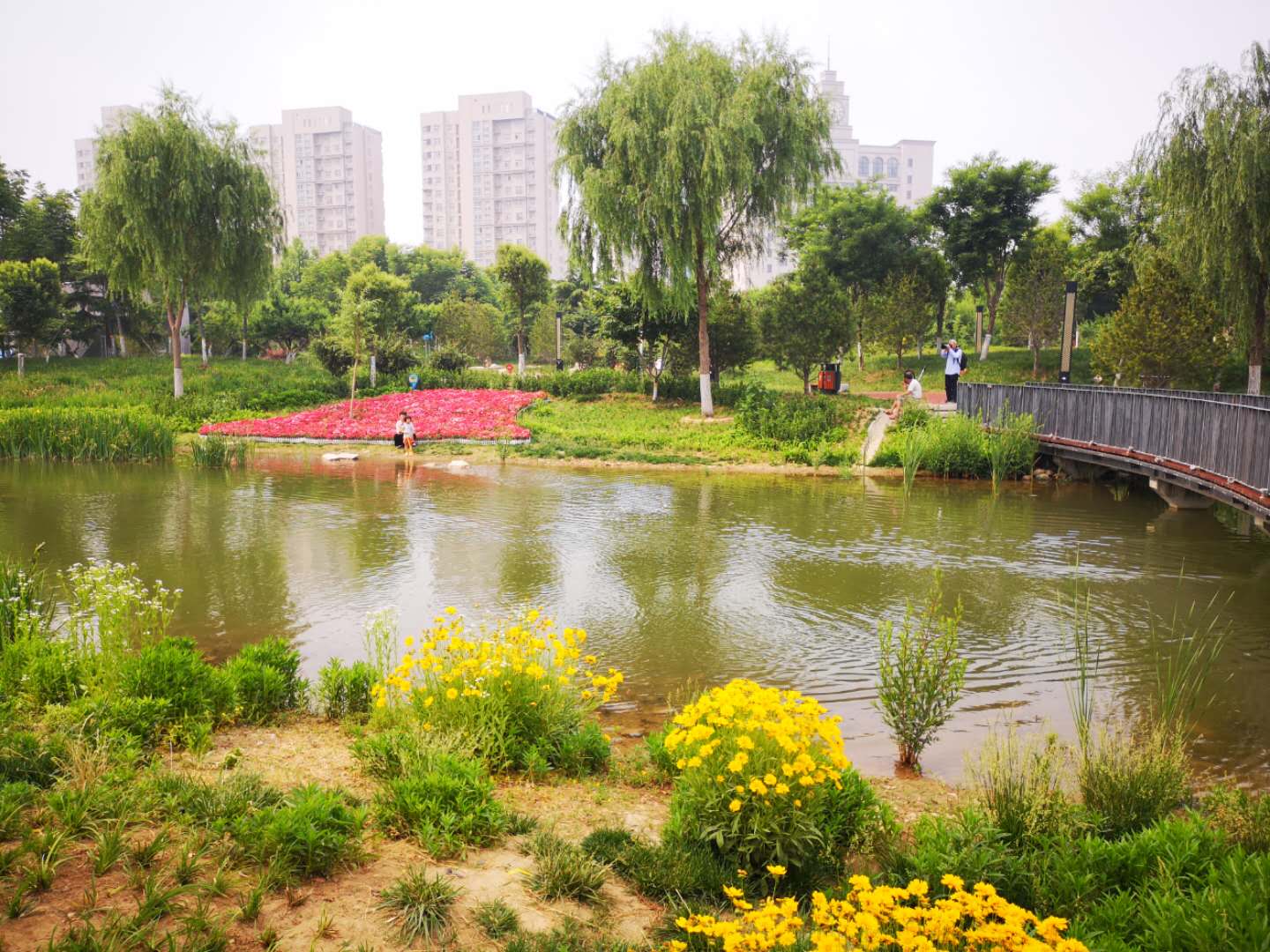 原创鹅在水中游人在画中行好一幅夏景图纳凉好去处