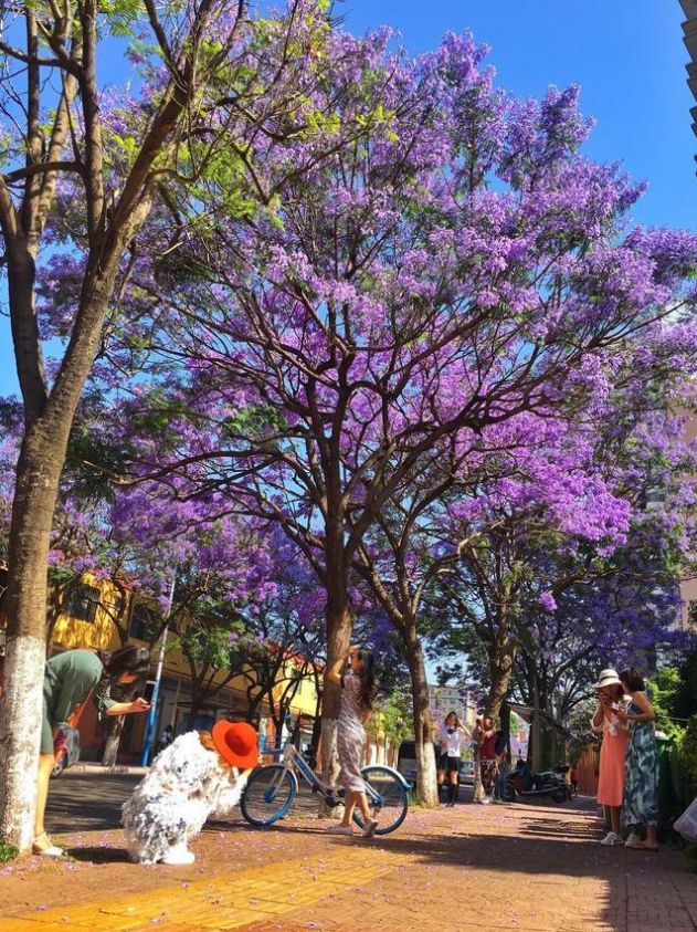 世界春城花都,赴一场春暖花开之旅 | 2019蓝花楹赏花大数据新鲜出炉!