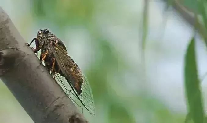 什么时候没有知了叫 d631e1e33b0a4517813f0012c47d056b.jpeg